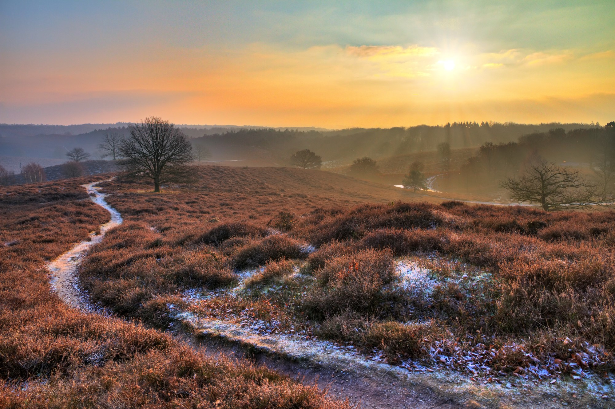 Heide op de Veluwe