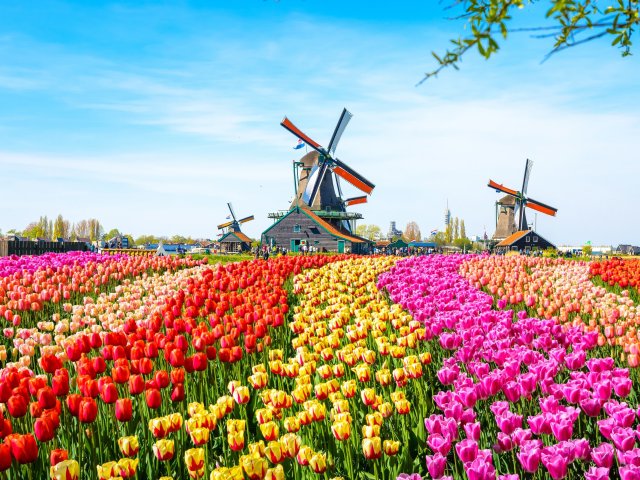 Fleurige tulpencruise langs diverse Nederlandse steden o.b.v. volpension of all-inclusive