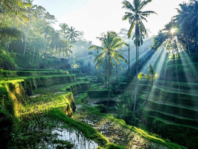 Ontdek het godeneiland in de Gordel van Smaragd: <b>Bali</b> incl. vlucht, transfer en ontbijt