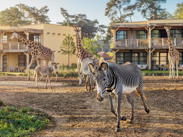 NIEUW IN ONS AANBOD! ⚡Waan jezelf in Afrika in Safari Hotel Beekse Bergen incl. ontbijt, toegang Safaripark en vele extra's