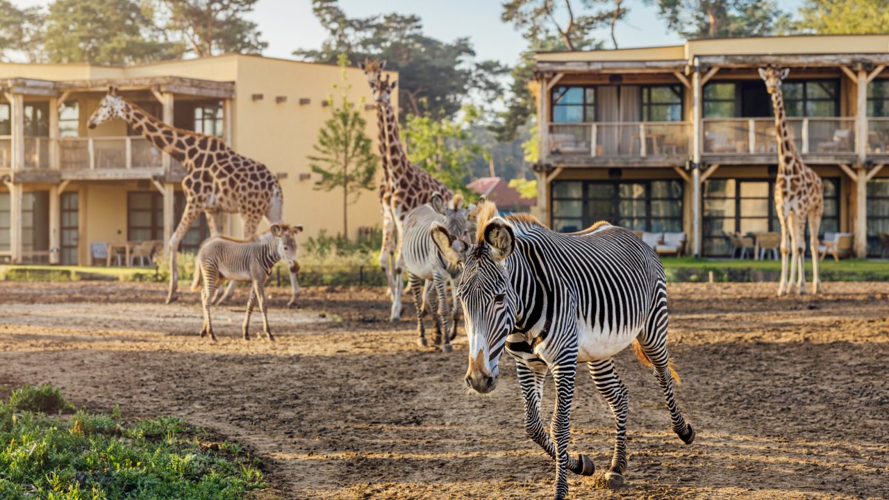 NIEUW IN ONS AANBOD! ⚡Waan jezelf in Afrika in Safari Hotel Beekse Bergen incl. ontbijt, toegang Safaripark en vele extra's