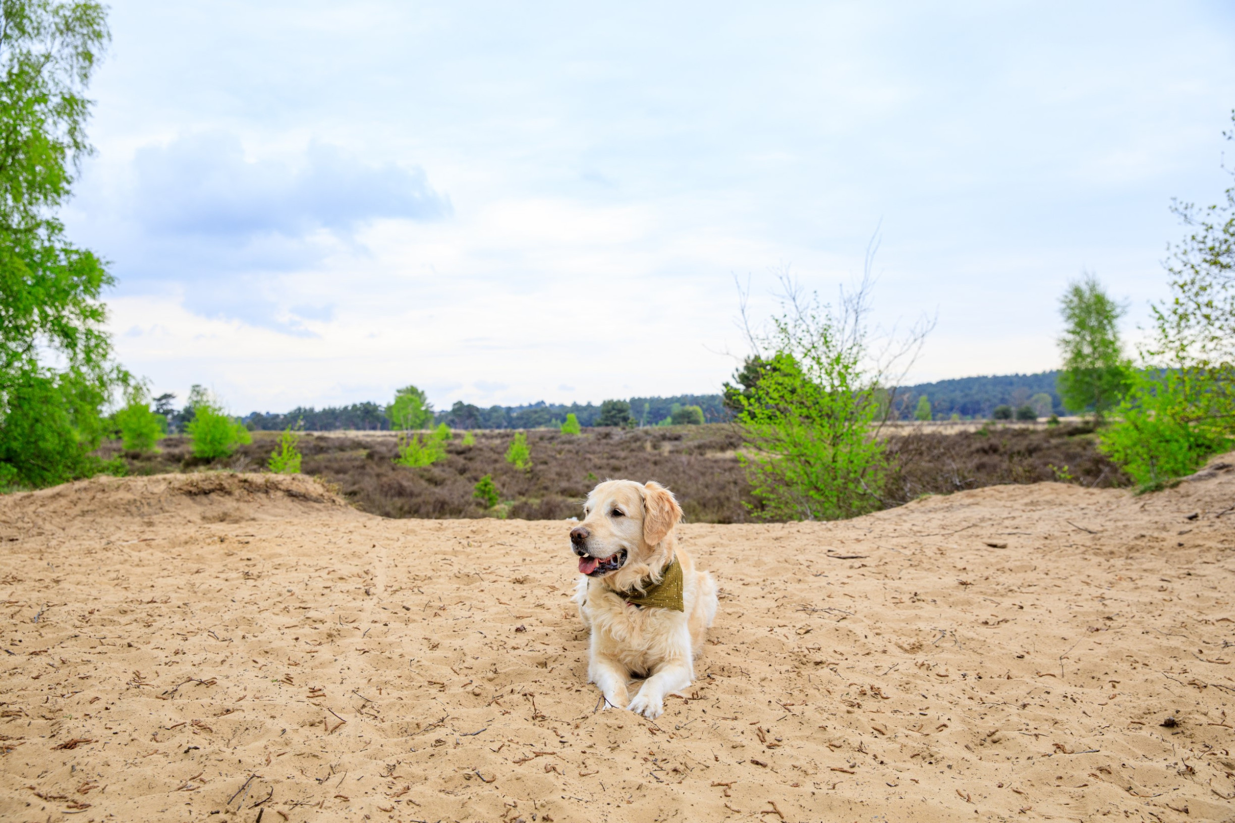 Wandelen met hond op de Veluwe