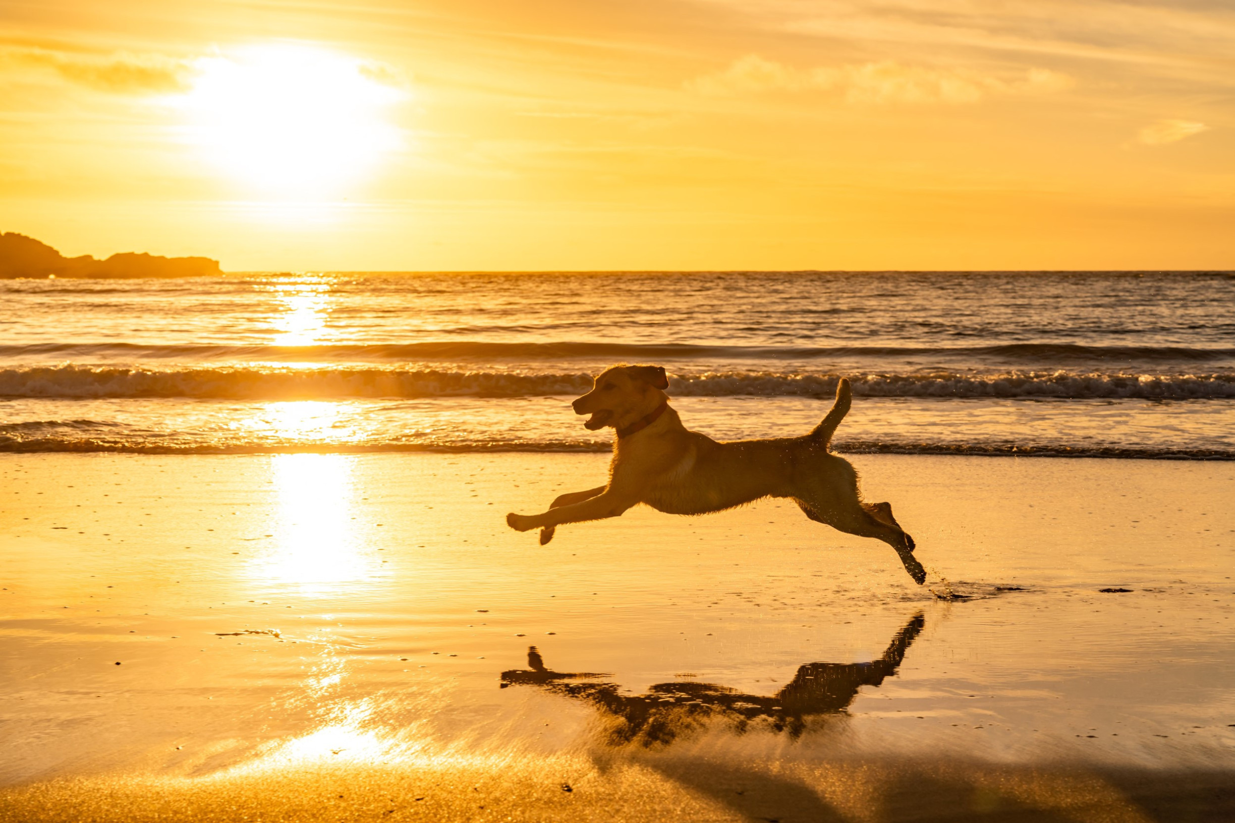 Blije hond op het strand in Zandvoort