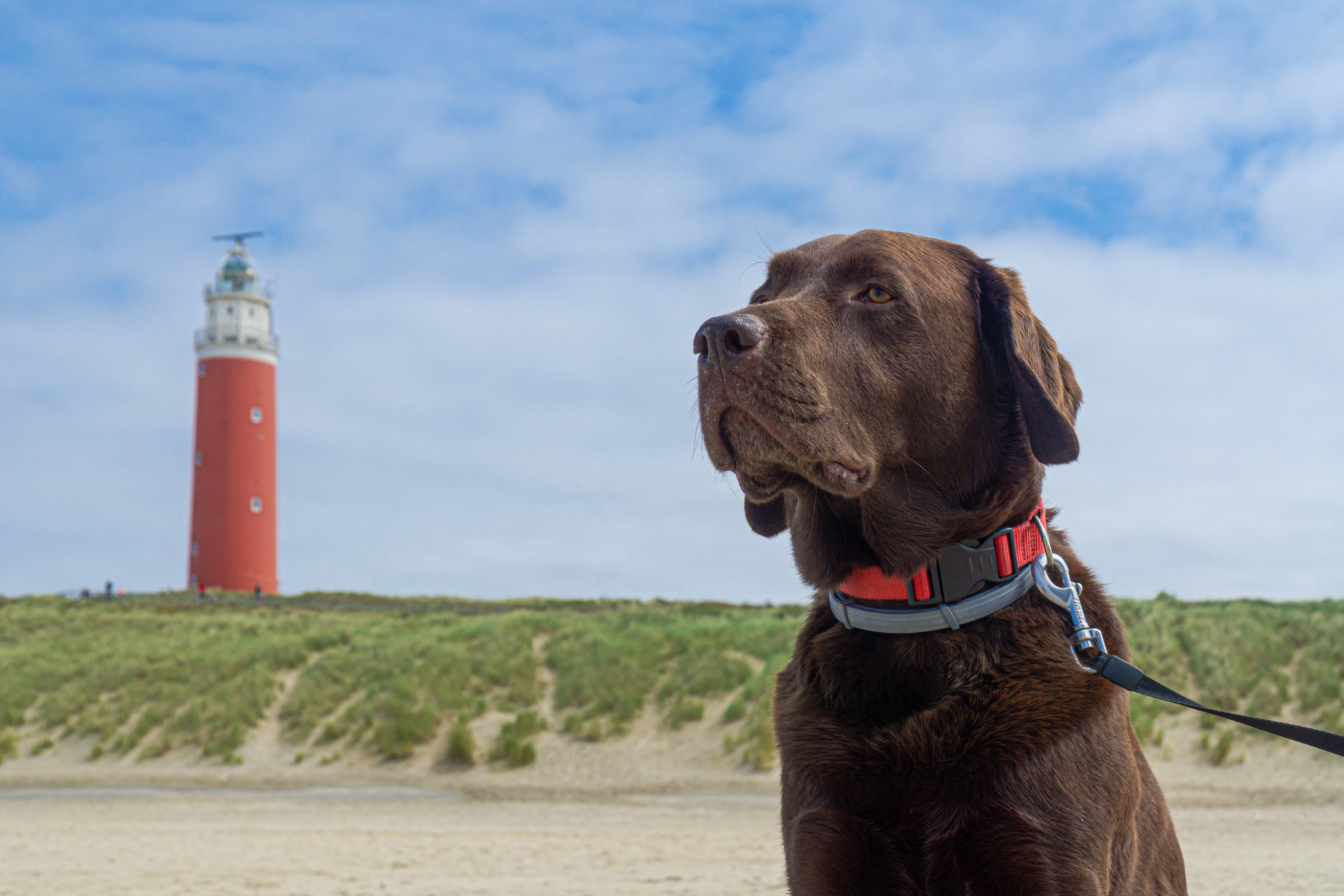 Hond op het strand van Texel