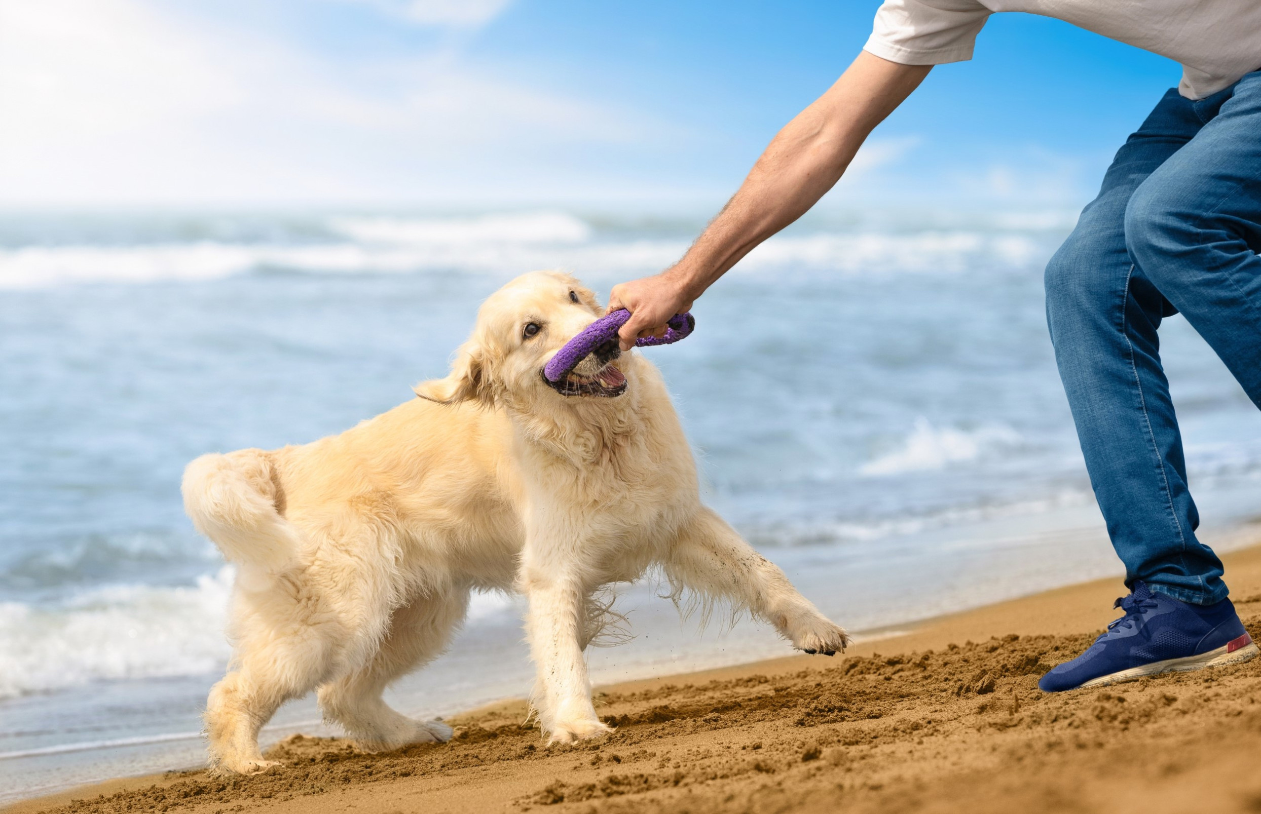 Hond op het strand in Zeeland