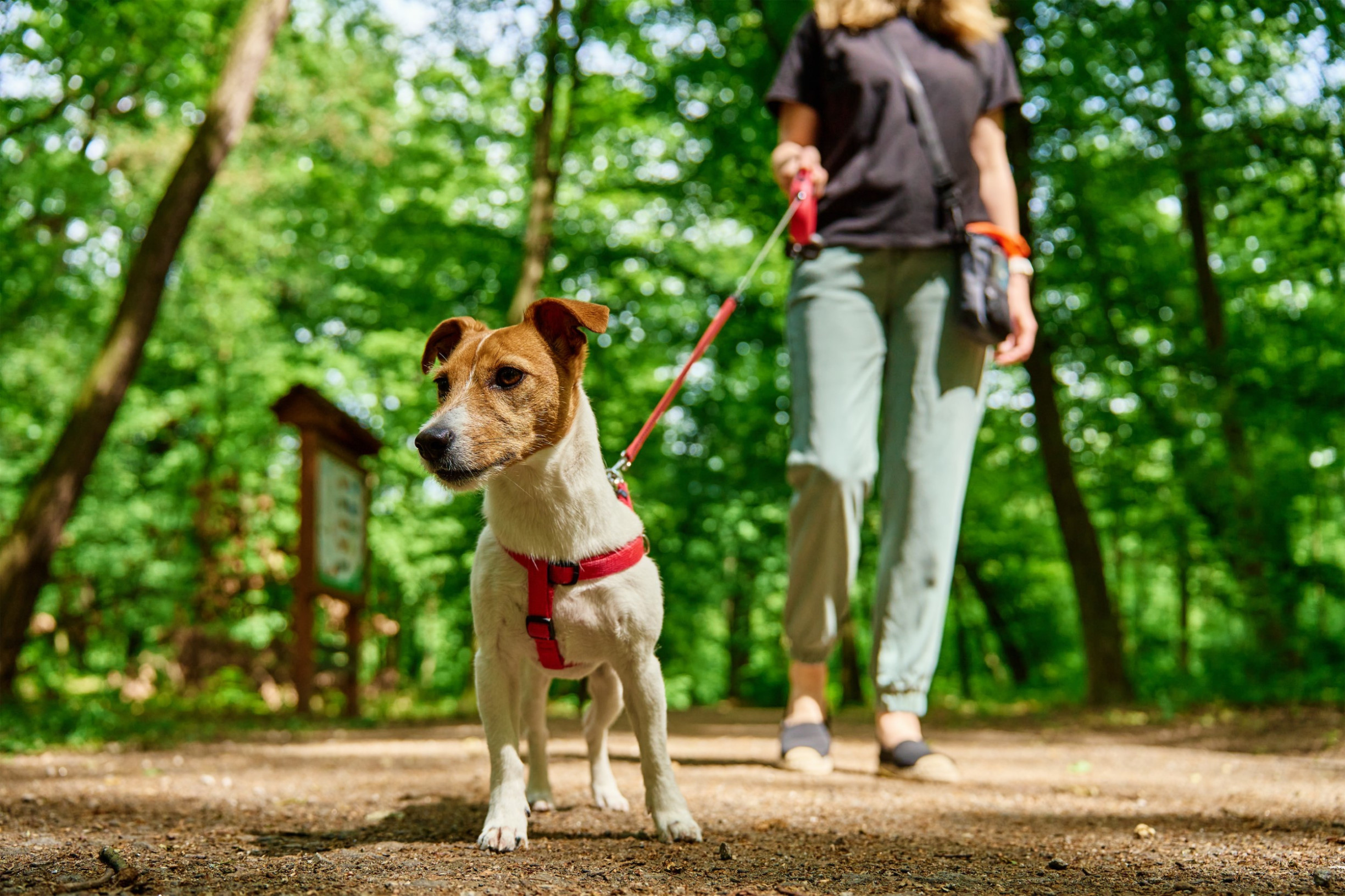 Wandelen met hond in het bos