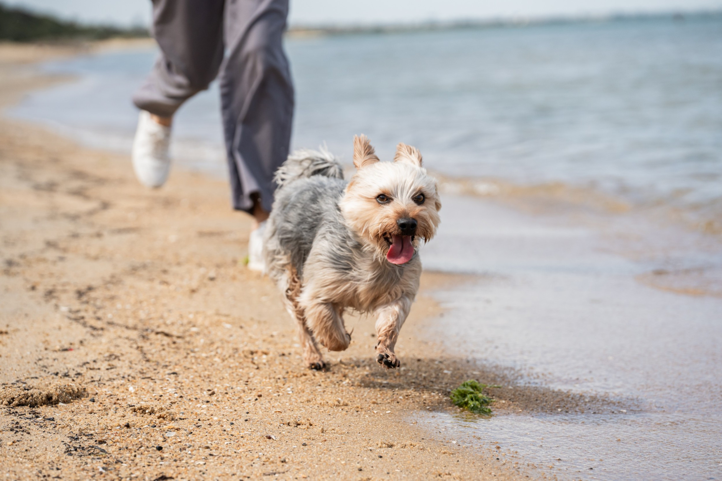 Hond op het strand
