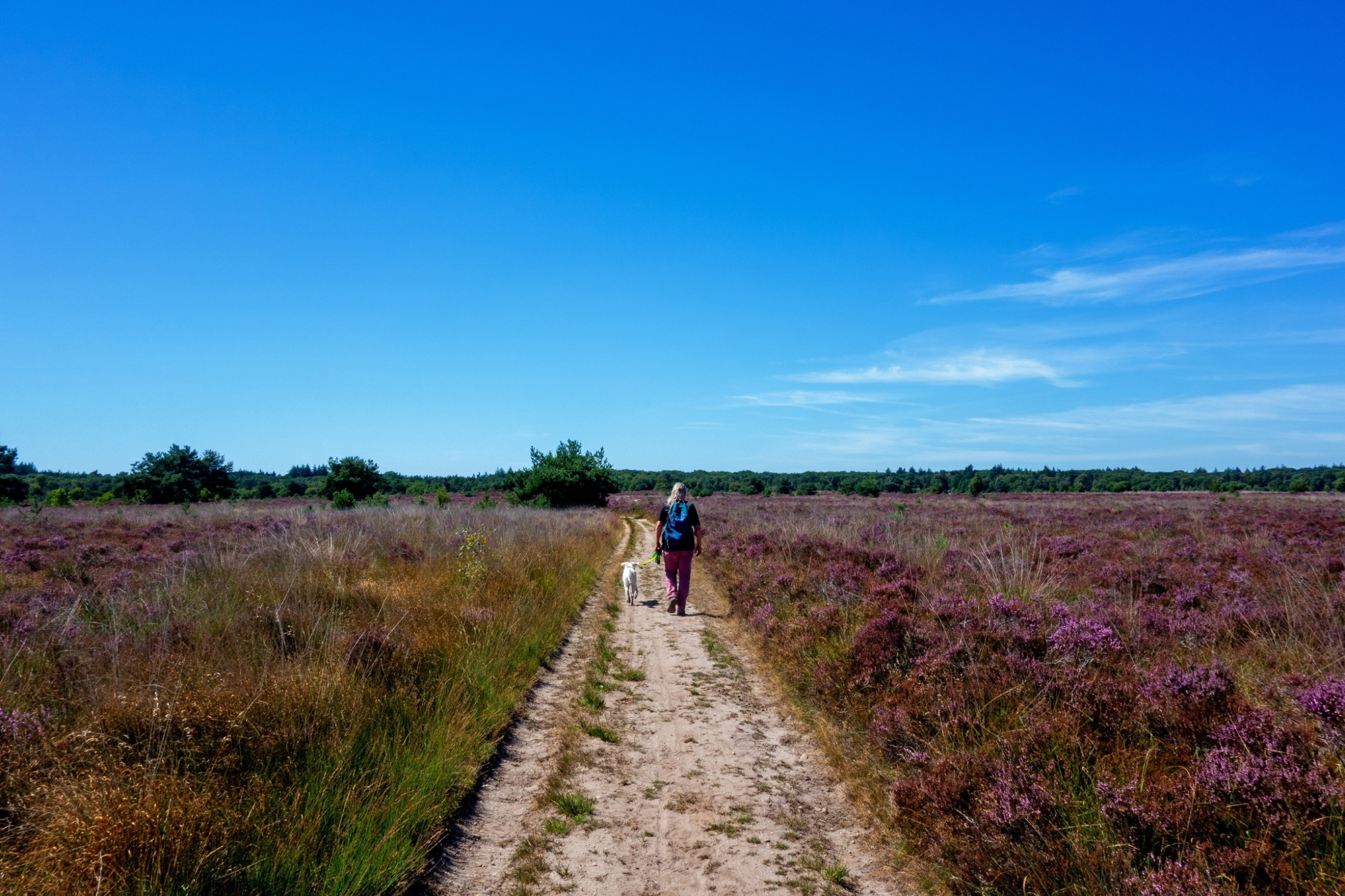 Hond op de Veluwe
