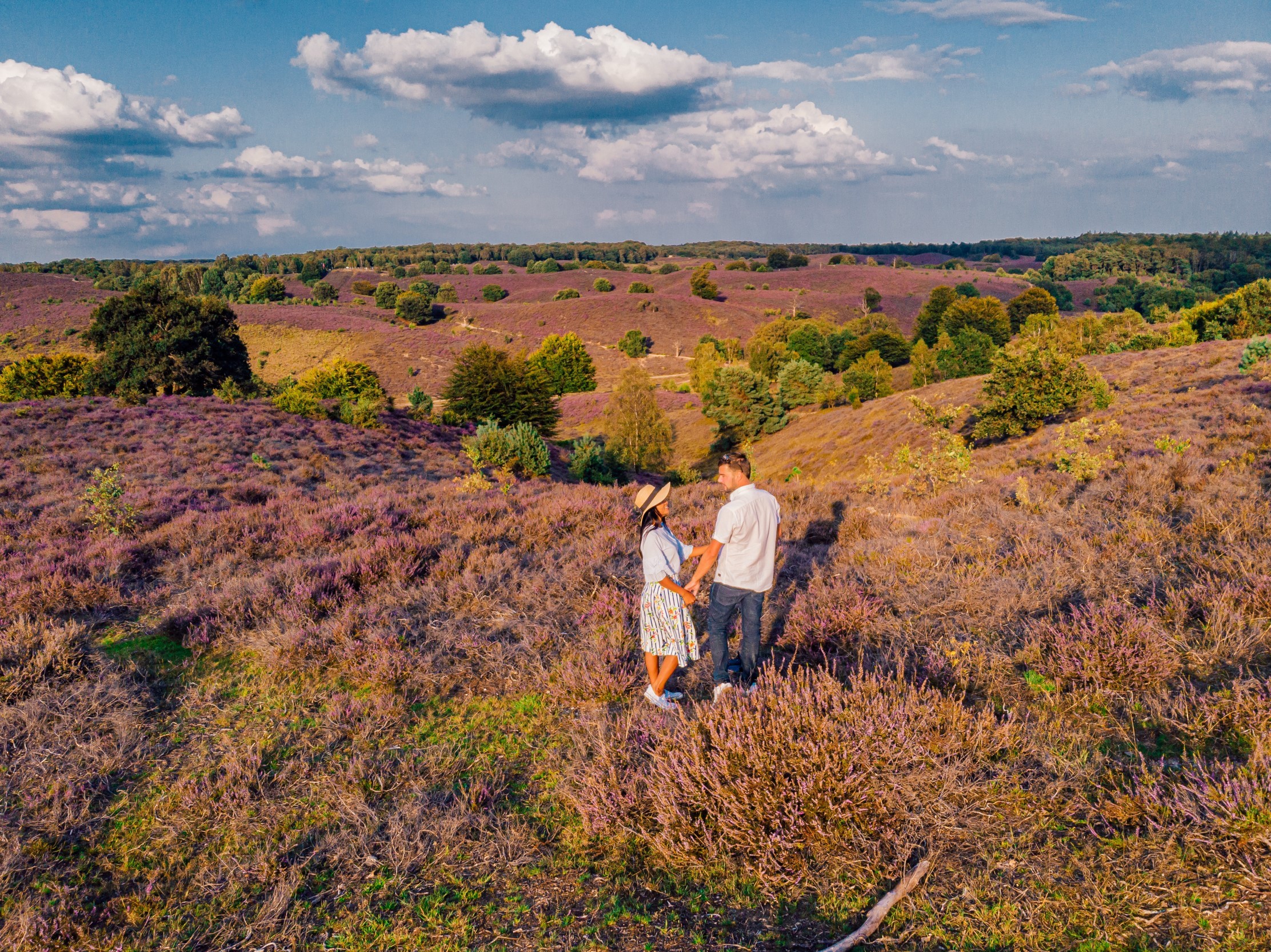 Veluwe natuur